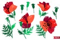 Vector collection of hand drawn plants. Botanical set of colorful doodle style flowers, leaves and branches. Red poppi Royalty Free Stock Photo