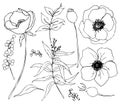 Vector collection of hand drawn plants with eucalyptus and anemone. Botanical set of sketch flowers and branches with Royalty Free Stock Photo