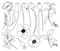 Vector collection of hand drawn plants with flowers. Botanical set of sketch flowers and branches with eucalyptus leaves Royalty Free Stock Photo