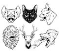 Vector collection of hand drawn realistic illustration of animals. Royalty Free Stock Photo