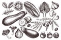 Vector Collection of Hand drawn vegetables, spices, mushroomes sketches. Healthy Food illustration set. Vintage Farm fresh produ Royalty Free Stock Photo