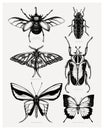 Vector collection of high detailed insects sketches. Hand drawn beetles and butterflies illustrations in vintage style. Royalty Free Stock Photo