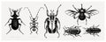 Vector collection of high detailed insects sketches. Hand drawn beetles illustrations in vintage style. Entomological drawings set Royalty Free Stock Photo