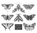 Vector Collection Of High Detailed Insects Sketches. Hand Drawn Butterflies Illustrations On White Background. Vintage Entomologic