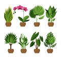 Vector collection of indoor, house plants in pots.