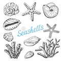 Vector collection of isolated sea shells, coral and starfish. Hand drawing illustration