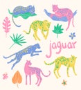 Vector collection of jaguars. Tropic wild animals and plants in