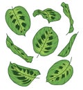Vector collection leaf drawings set of exotic Maranta Leuconeura Kerchoveana Prayer Plant