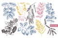 Vector collection of Myrtle family plants illustrations. Hand drawn myrtus, tea tree, guava fruit, eucalyptus, feijoa sketches. Es