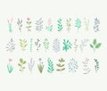 Vector collection of plants, forest herbs, tropical leaves, flowers. Botanical set. Pastel colors, minimalistic design