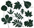 Set of dark silhouettes of leaves of various shapes. Vector illustration