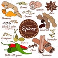 Vector collection of spice isolated on white. Royalty Free Stock Photo