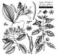 Vector collection of tonic and spicy plants - nutmeg, star anise, clove tree. Hand drawn spices illustrations set. Vintage aromati