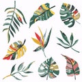 Vector collection of tropical plants and abstract textures