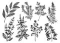 Vector collection of typical herbs and spices for Italian cuisine. Hand-sketched kitchen herbal plants drawings. Aromatic food