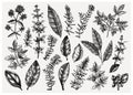 Vector collection of typical herbs and spices leaves. Hand-sketched kitchen herbal plants illustration. Aromatic food cooking Royalty Free Stock Photo