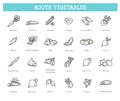 Basic root vegetables thin line icon set