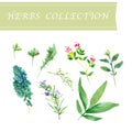 Vector collection of watercolor herbs Royalty Free Stock Photo