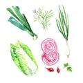 Vector collection of watercolor herbs Royalty Free Stock Photo