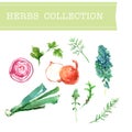 Vector collection of watercolor herbs Royalty Free Stock Photo