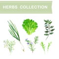 Vector collection of watercolor herbs Royalty Free Stock Photo