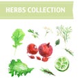 Vector collection of watercolor herbs Royalty Free Stock Photo