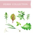 Vector collection of watercolor herbs Royalty Free Stock Photo