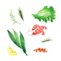 Vector collection of watercolor herbs Royalty Free Stock Photo