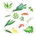 Vector collection of watercolor herbs Royalty Free Stock Photo