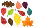 Vector Collection of Watercolor Style Autumn Leaves