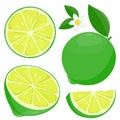 Lime green lemon on white background. Whole and sliced lime fruit, lime flowers and leaves. Vector illustration