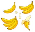 Vector collection of yellow banana fruits