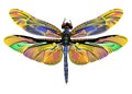 Vector color art dragonfly nature wildlife Royalty Free Stock Photo