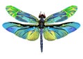 Vector color art dragonfly nature wildlife