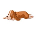 Vector color illustration of basset hound puppy isolated on whit