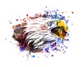 Vector color illustration of an eagle head Royalty Free Stock Photo