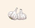 Vector color illustration of garlic. Garlics isolated on white background. Vegetable Icon. Garlic hand drawn vector illustration