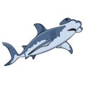 Vector color illustration of the hammerhead shark. Royalty Free Stock Photo