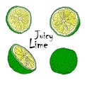 Vector color illustration with lymes . Slice, half, whole lime. Set of hand-drawn Doodle-style Elements. Isolated on white Royalty Free Stock Photo