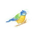Vector color image of a bird, bird design icon.