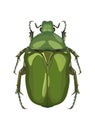 Detailed image of beetle beetle from above. Vector illustration.