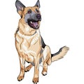Vector Color sketch dog German shepherd breed