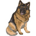 Vector Color sketch dog German shepherd breed Royalty Free Stock Photo