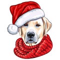 vector dog Labrador in hat of Santa Claus Royalty Free Stock Photo