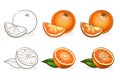 Vector, color and sketch, tasty orange