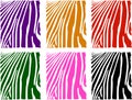 Vector color zebra skin set Royalty Free Stock Photo