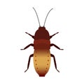 Vector colored cockroach