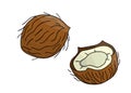 Vector colored coconut icon. Set of isolated monochrome nuts. Food line drawing illustration in cartoon or doodle style isolated Royalty Free Stock Photo