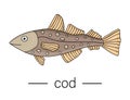 Vector colored cod. Cartoon style sea fish icon.