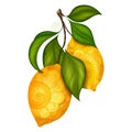 Vector Colored Contour Branch with Ornate Lemons